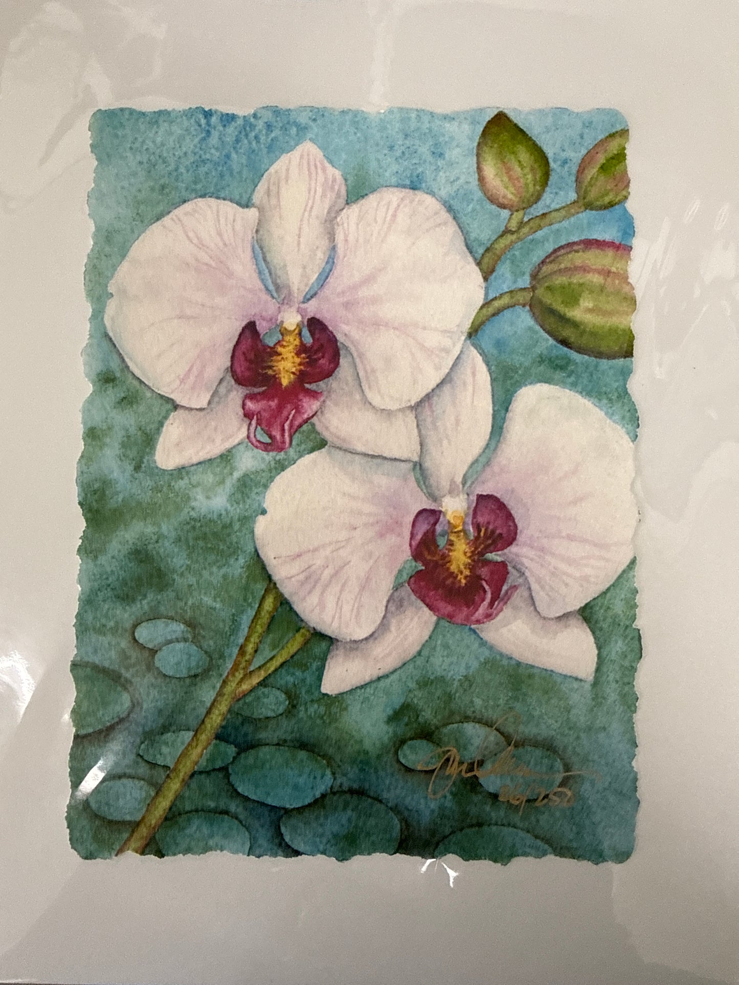 Phalaenopsis in Blue