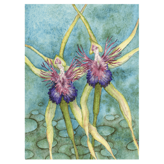 Spider Orchids in Blue Giclée