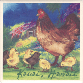 Hen & Chicks Kauai Coaster