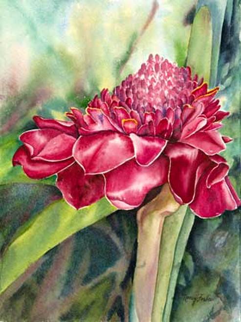 Torch Ginger Nancy Forbs