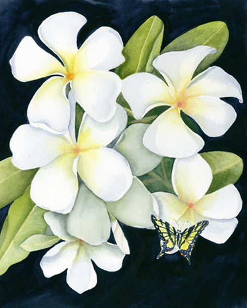 White Plumeria with Butterfly Print Nancy Forbes