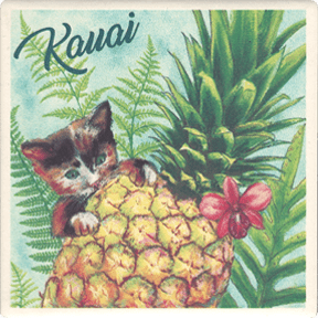 Pineapple Kitten Aqua Coaster