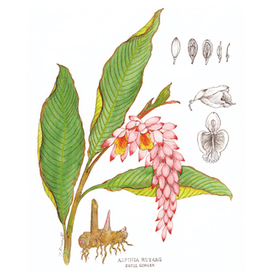 Shell Ginger Print